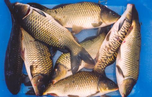 年年有魚｜過年吃什麼魚好？四種年菜魚寓意與做法