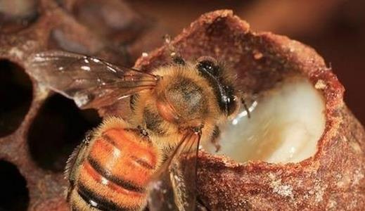 蜂王浆的最佳食用方法與注意事項