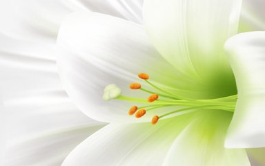 花粉对肝脏有益?盘点护肝效果好的花粉种类