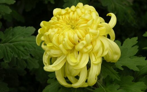 不同菊花的功效：降火用滁菊，明目安貢菊，消炎用野菊花