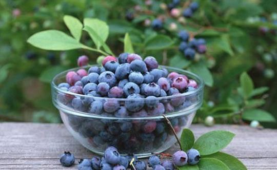 大腦抗老必吃：藍莓位居榜首，其他部位推薦食物