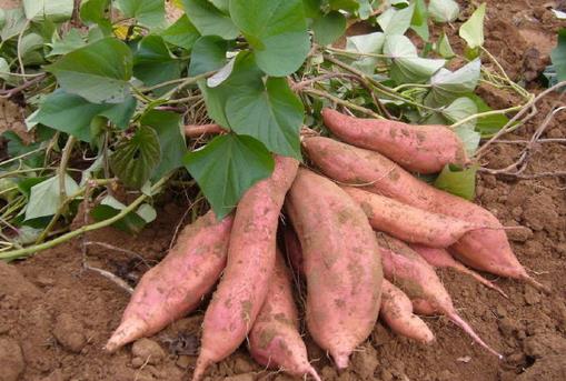 15種排毒食物清腸排毒 助你輕鬆迎接春天