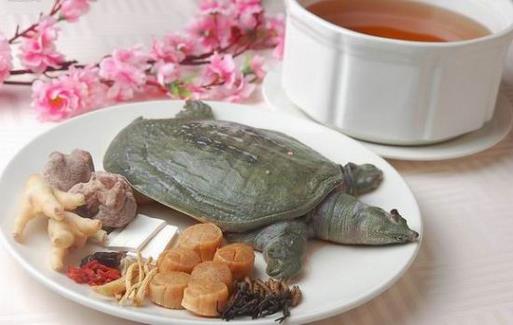 甲魚血能喝嗎?正確食用方法及風險說明