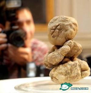 富豪專屬美食榜：7款天價食材與珍饈，一次看個夠