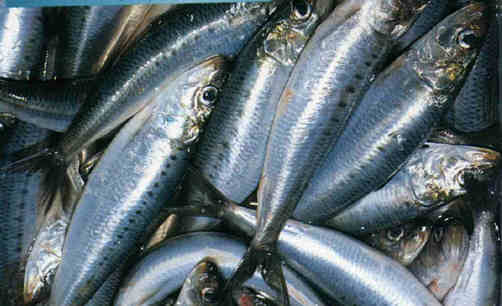 沙丁魚的飲食禁忌：哪些人不能吃？
