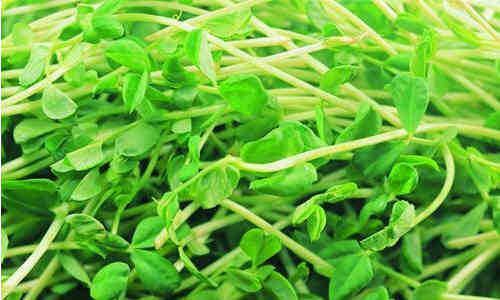 綠豆芽的禁忌人群、注意事項與食用指南