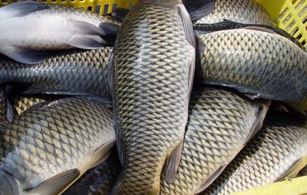 魚的秘密:哪些人群不適合吃魚?