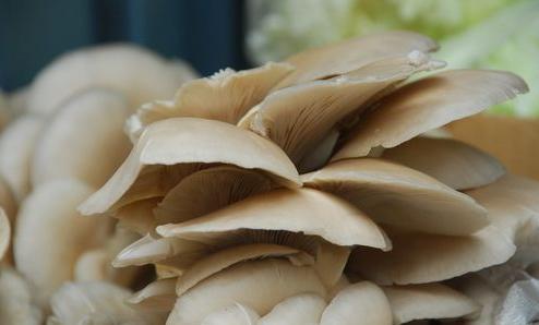 野蘑菇毒倒一家四口 吃蘑菇的安全風險預防指南
