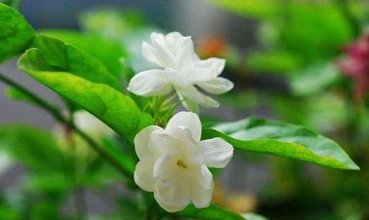 茉莉花怎麼吃?茉莉花可清熱解毒