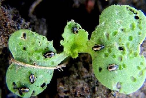 蕪菁甘藍的做法與功效