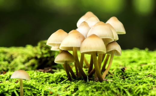 蘑菇的功效与做法大全