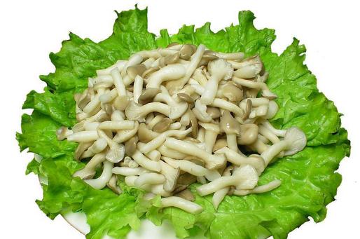 秀珍菇營養價值與家常做法