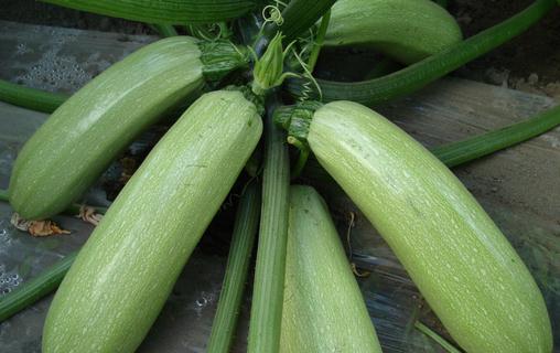 西葫芦食谱大全:3道家常做法与营养价值