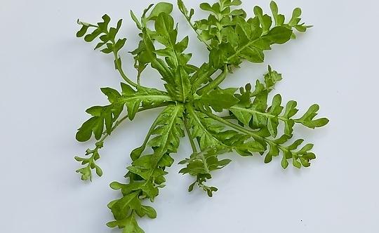 吃荠菜的好处与做法大全