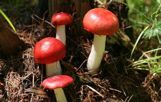 紅菇的功效與做法：紅菇山藥排骨湯