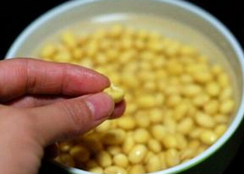 發芽豆可以用嗎？發芽豆打豆漿更鮮美