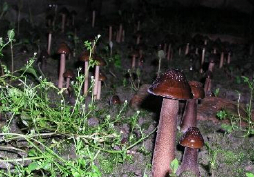 長根菇的種植技術與做法