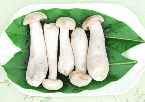 金福菇的食用指南：做法、功效与营养价值