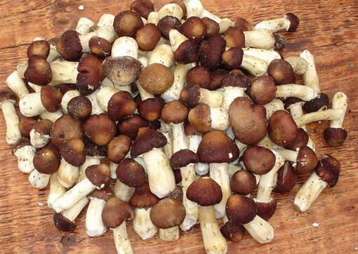大球盖菇的营养价值与食用做法