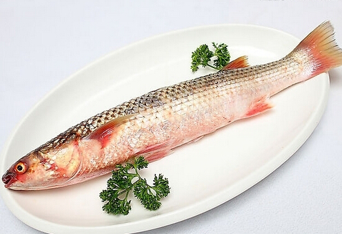 草魚介紹：形態特徵、分布與營養價值