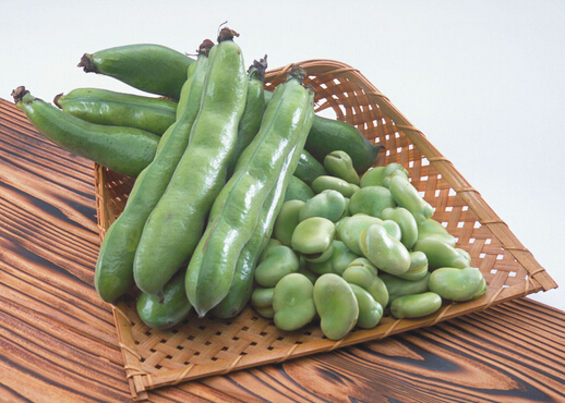 蠶豆的營養與做法:提升記憶力與健康的家常菜