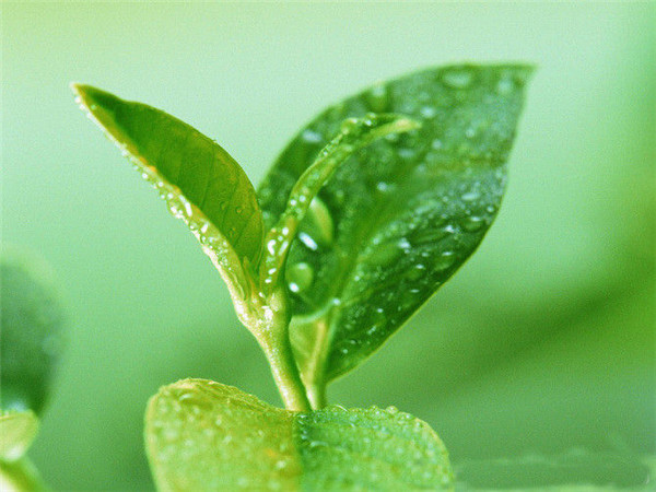 選購茶葉必備知識：如何鑒別茶葉質量