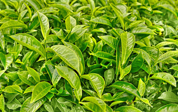 綠茶貯存的五大禁忌要點