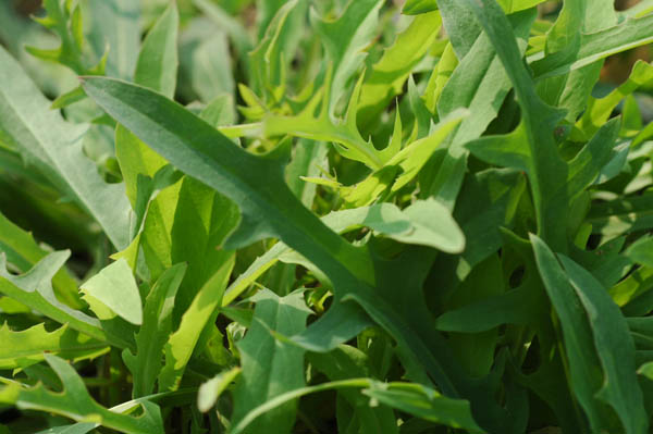 苦菜的功效與食用方法:清热涼血、解毒抗癌