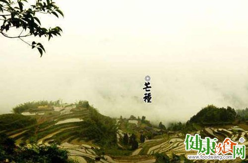 芒種時節養生保健五大要點