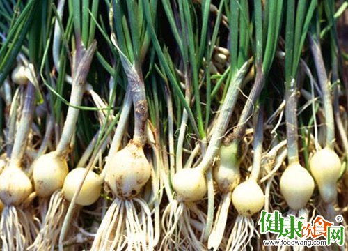 春天吃什麼好？推薦野蒜解油膩補身
