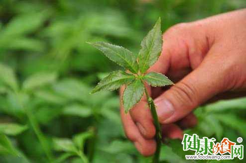 春季野菜營養佳品:可食可藥的健康選擇