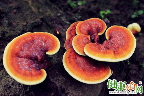 冬季飲食養生:靈芝溫暖你的心