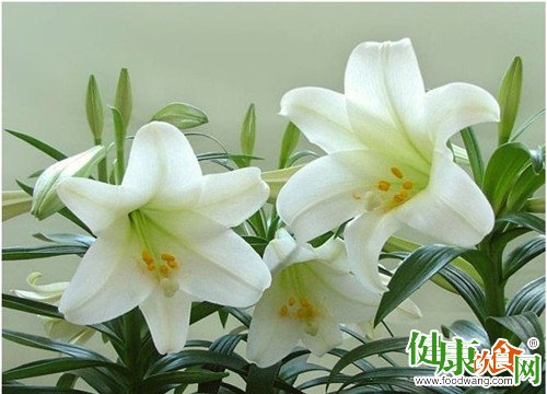 秋季養生推薦|百合的功効與食用方法
