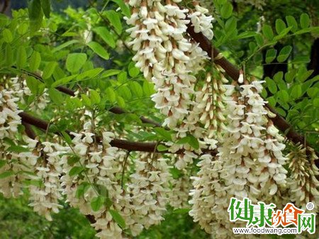 谷雨時節洋槐花香:營養、功效與美味食譜