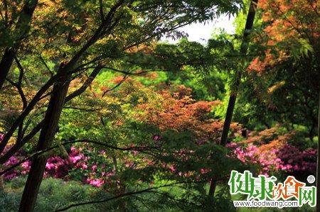 晚春養生指南:吃出好眼色,睡出好眼神