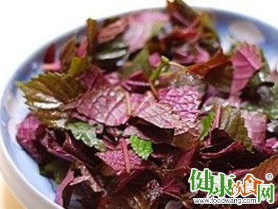 冬日御寒润燥：善用紫苏的藥食兩用功效