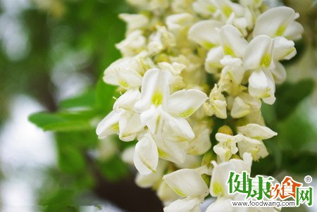 春夏之交必吃的槐花指南:營養、功效與美味食譜