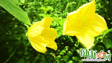 春吃鮮花夏吃果:常見花卉的食用法與藥用價值