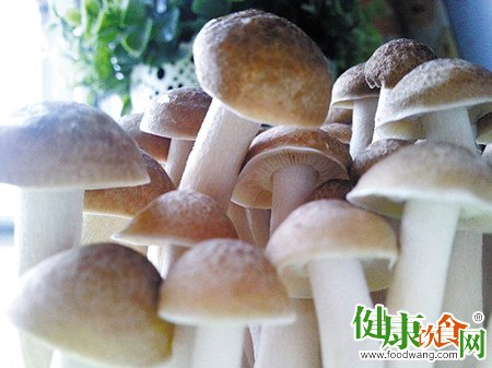 春天吃什麼菜?菌菇是符合季節養生的理想選擇