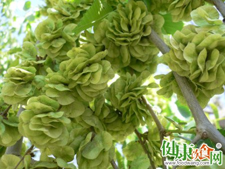 春天吃榆錢正當時｜榆錢的營養價值與多種吃法