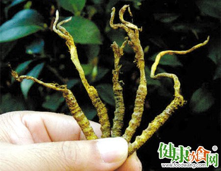 冬季進補:冬蟲夏草的功效、作用與食用方法指南
