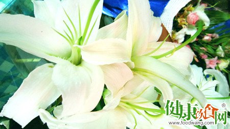 秋季養生食療:百合潤燥湯品推薦