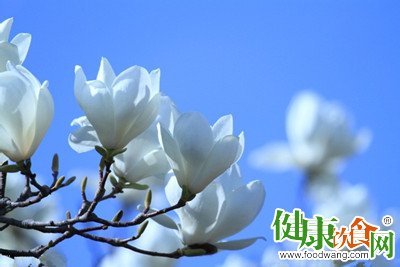 早春時節怎麼吃?推薦食用玉蘭花及食疗做法