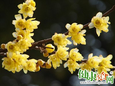 寒冬腊月吃什么菜？腊梅入菜养生又美味