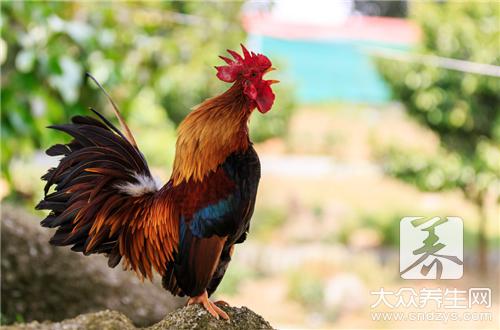 吃雞必看:哪些部位不能吃?如何辨新鮮與營養烹調
