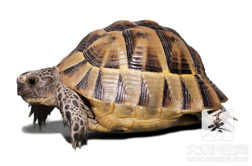 甲魚死了還能吃嗎？解析死甲魚不能吃的科學原因
