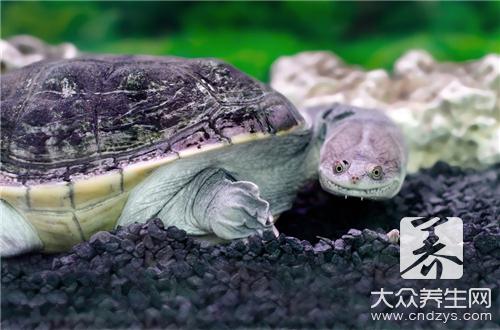 甲魚死了還能吃嗎？解析死甲魚不能吃的科學原因