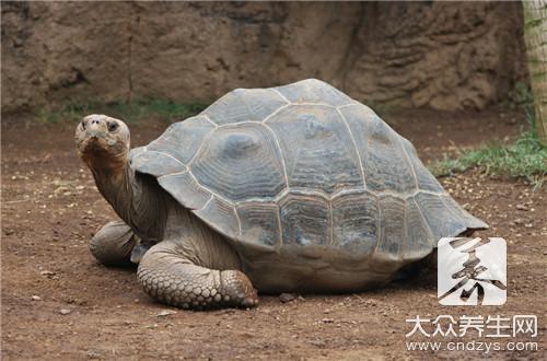 甲魚死了還能吃嗎？解析死甲魚不能吃的科學原因