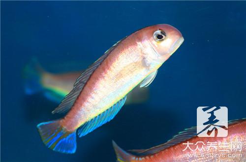 魚不能吃哪些食物?這些禁忌你一定要知道