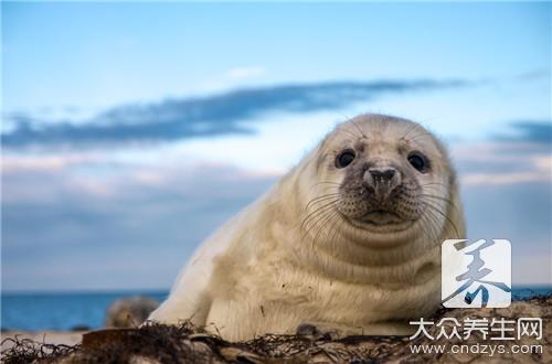痛風患者能夠食用狗肉嗎？解析嘌呤含量與飲食注意事項